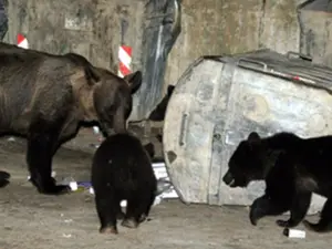 Urşii agresivi ar putea fi tranchilizaţi şi relocaţi sau împuşcaţi. / Foto: newsbv.ro