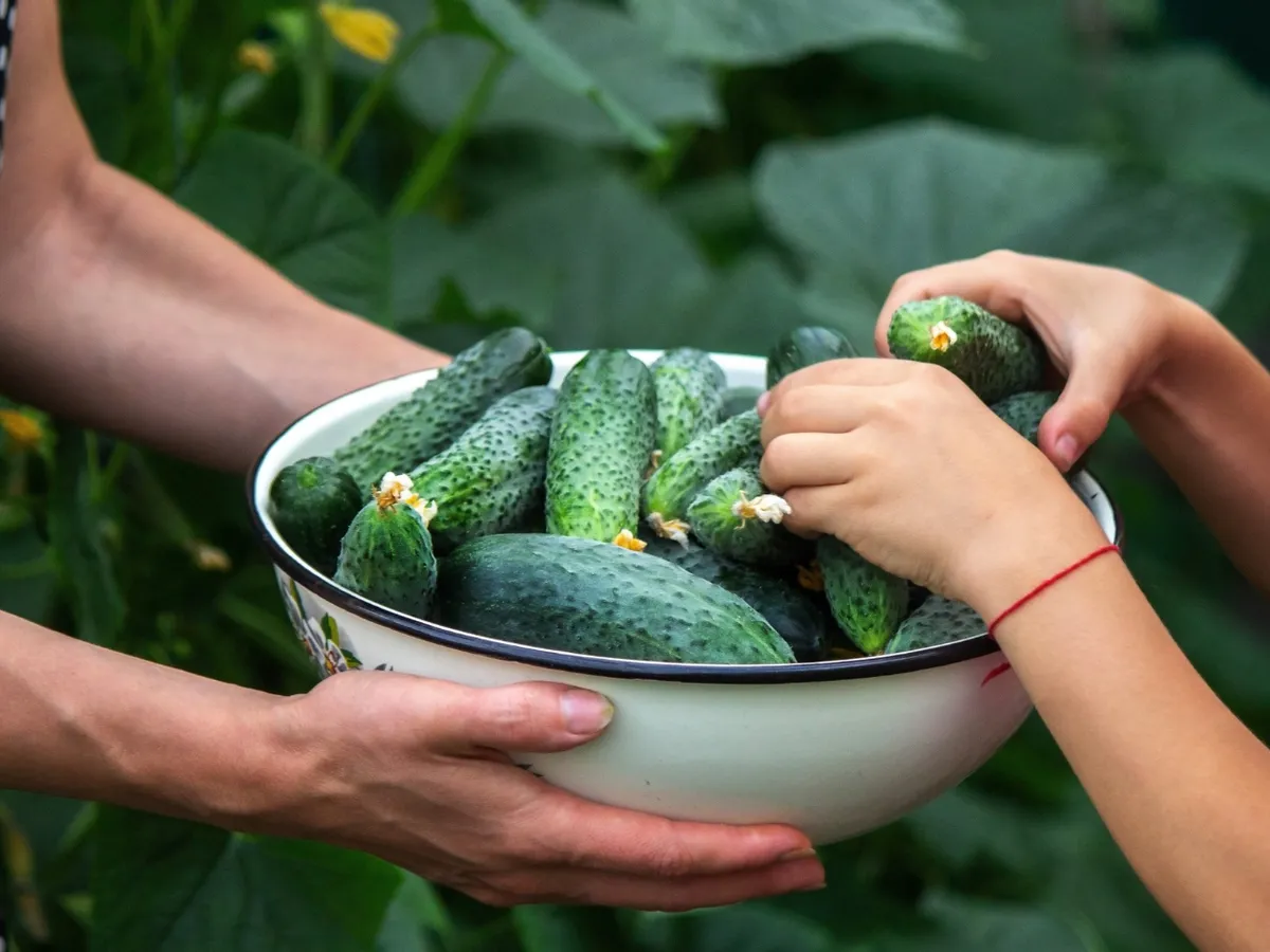 Ți s-a umflat fața de la căldura "ucigătoare"? Leguma numită și „insulina vegetală” pe care o aplici dimineața