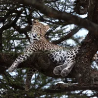 Leopard - Foto: Profimedia