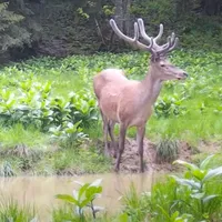 Cerb surprins la „scăldat” în Munții Apuseni. Se pregătea pentru boncănitul anual - Foto: Captură video/ Imagine cu caracter ilustrativ
