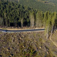 Hoții de lemne sunt de neoprit, iar pădurile României dispar pe zi ce trece Foto: Getty Images