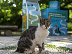 10 noi automate pentru hrănirea pisicilor fără stăpân, amplasate în București de RetuRO și Sache - Foto: RetuRO