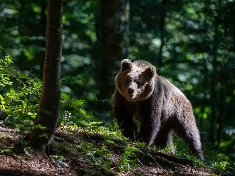 Traseele turistice Brașov - Tâmpa, „infestate” cu urși. În Bușteni se plimbă liberi pe străzi - Foto: Profimedia images - Caracter ilustrativ