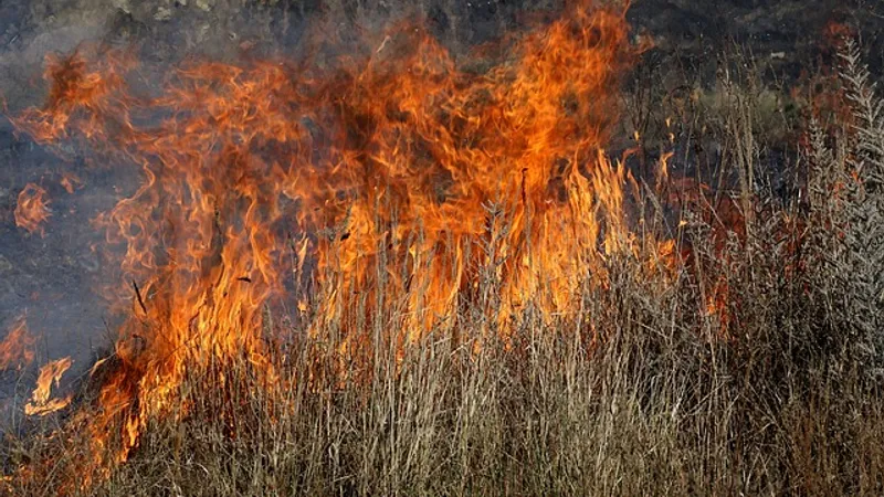 Fumul toxic degajat de la incendiile de vegetație se răspândesc în Siberia/FOTO: Pixabay