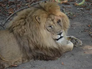 ALERTĂ Un leu se plimbă liber prin Târgoviște. A scăpat de la grădina zoologică