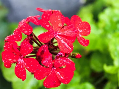 Flori Foto: Freepik (imagine cu rol ilustrativ)