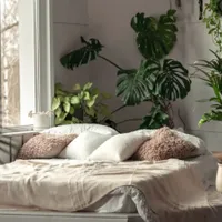 Planta de apartament care poate absorbi căldura și menține casa rece. Poate să scadă temperatura - Foto: Istock / imagine cu rol ilustrativ