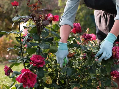 Femeie care curăță trandafirii - Foto: Freepik (Imagine cu rol ilustrativ)