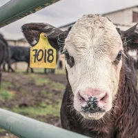Crescătorii de animale vor primi bani de la stat pentru compensarea pierderilor din ultimii doi ani/FOTO: Pixabay