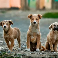 Președintele Coreei de Sud consideră necesară interzicerea consumului cărnii de câine/FOTO: Unsplash