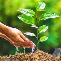 Fiecare familie din Ţara Galilor va primi un copac pe care să-l planteze/FOTO: plantsnap.com