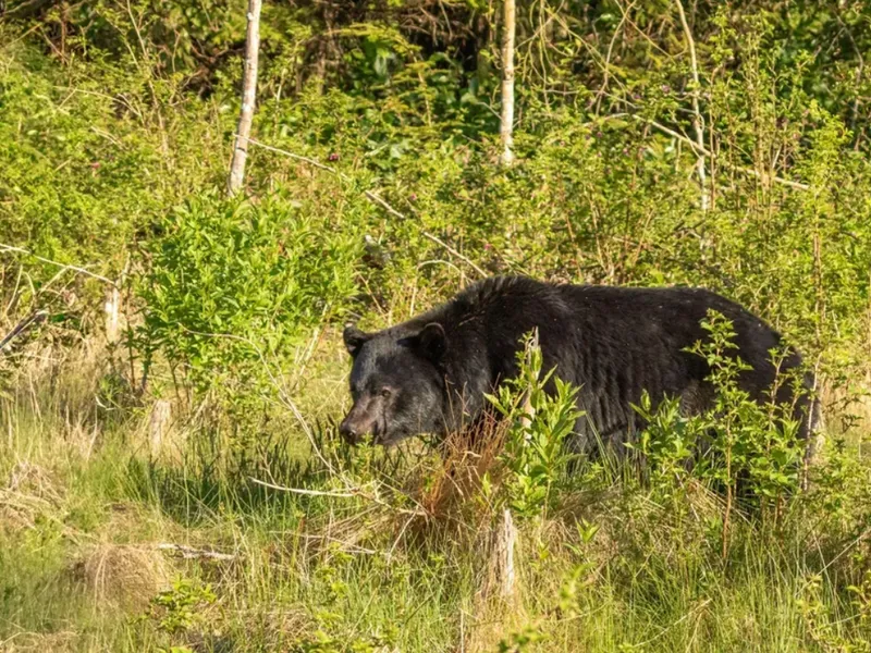 O femeie a fost atacată de urs pe Transfăgărășan. A suferit leziuni la o mână - Foto: Profimedia Images