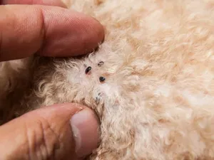 Frunzele de copac care te scapă pe vecie de purici. Benefice și pentru animale. Le găsești oriunde - Foto: Profimedia Images (imagine cu rol ilustrativ)