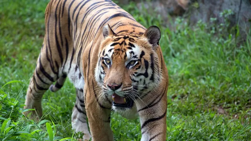 Incident dramatic la Grădina Zoologică. Un bărbat a fost ucis de un tigru. Cum s-a întâmplat? - Foto: Freepik.com (rol ilustrativ)
