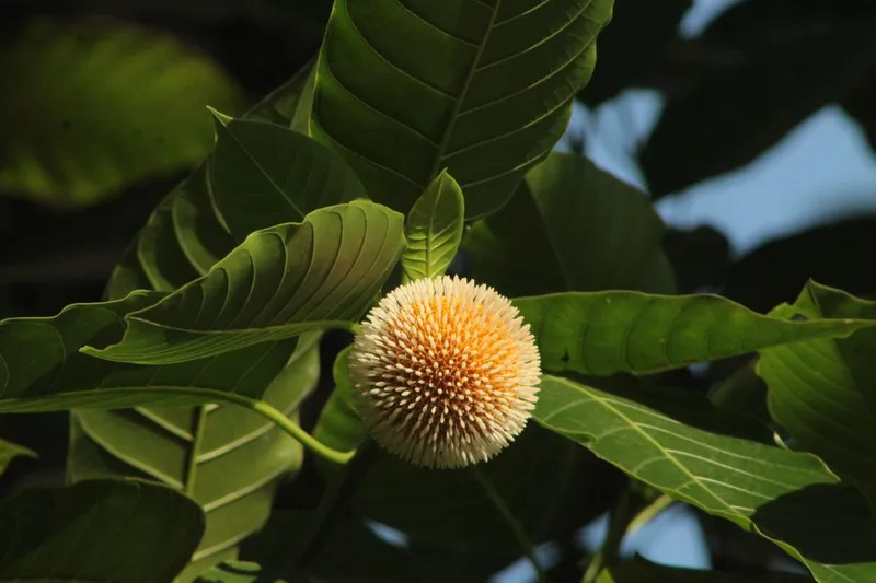 Fructe Foto: Pexels (imagine cu rol ilsutrativ)