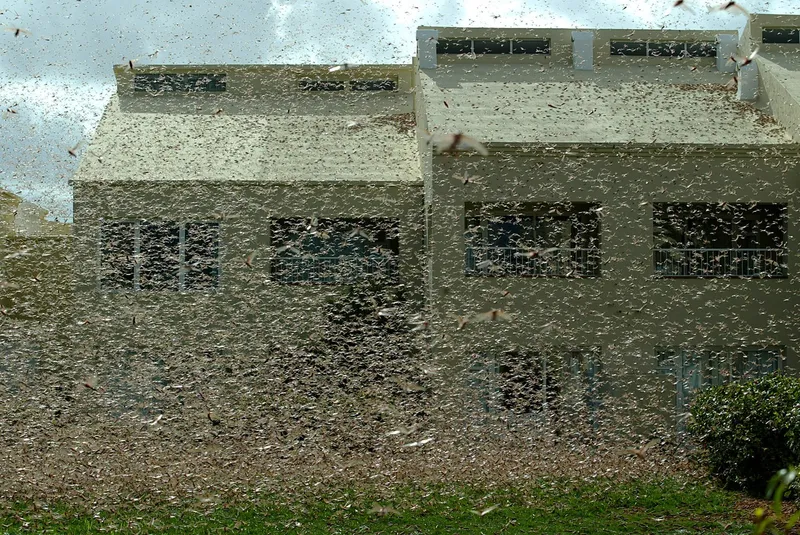 Lacuste