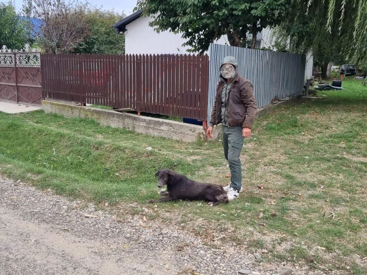 Câini maidanezi la Mărășești - Foto: FB