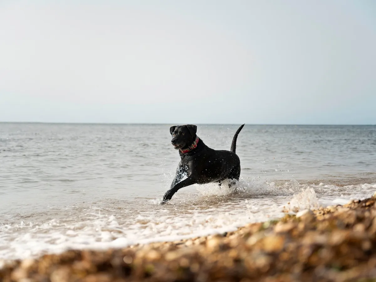 Un câine aflat pe moarte a avut șansa se a vedea marea pentru ultima dată. Ce a făcut stăpâna? - Foto: Freepik (imagine cu rol ilustrativ)