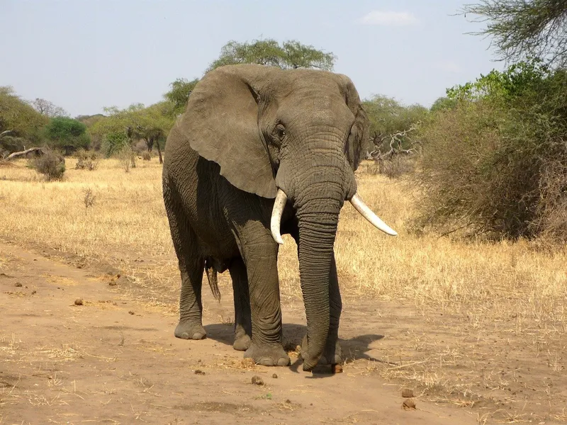 Un turist saudit a fost călcat în picioare de un elefant în timpul unui safari în Uganda/FOTO: Pixabay