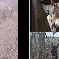 VIDEO Rusia folosește măgari să transporte provizii și arme. Blindatele, puse pe butuci de Ucraina - FOTO: X