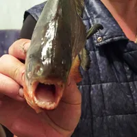 Mai mulți pești Piranha au fost prinși de localnici în weekend Foto: jurnalmm.ro