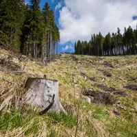 WWF:România alocă prea puțini bani pentru oprirea tăierilor ilegale de păduri