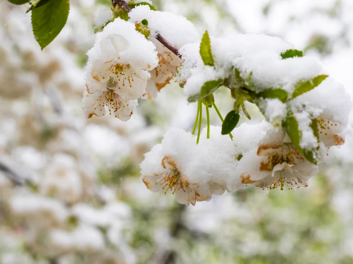 Flori înghețate - Foto: Freepik