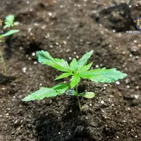 Cultură de cannabis - Foto: Poliția Română