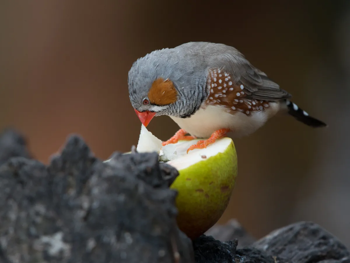 Pasăre care mănâncă dintr-un fruct - Foto: Freepik (rol ilustrativ)