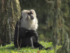 Macacii au o șansă Foto: Zoo Brașov