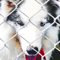 Libertate pentru animale, din 2027. Foto: Pexels.com