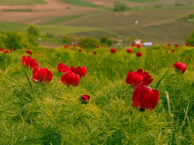 Bujor de stepă - Foto: Profimedia