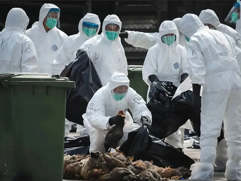 Gripă aviară, la un mare producător de carne de pasăre. / Foto: brasov.net