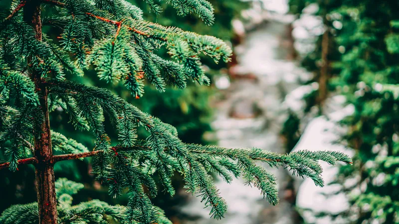 Cât costă un brad natural anul acesta în marile lanțuri. Românii îi preferă pe cel artificial Foto: Pexels (fotografie cu caracter ilsutrativ)