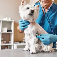 Inghesuială la paşapoarte pentru animale. Românii se pregătesc să fugă, în caz de război/FOTO: ziaruldeiasi.ro