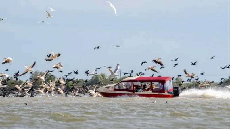 O şalupă a fost fotografiată intrând în forţă într-o colonie de pelicani din Delta Dunării - Foto: Facebook / Marian Strinoiu