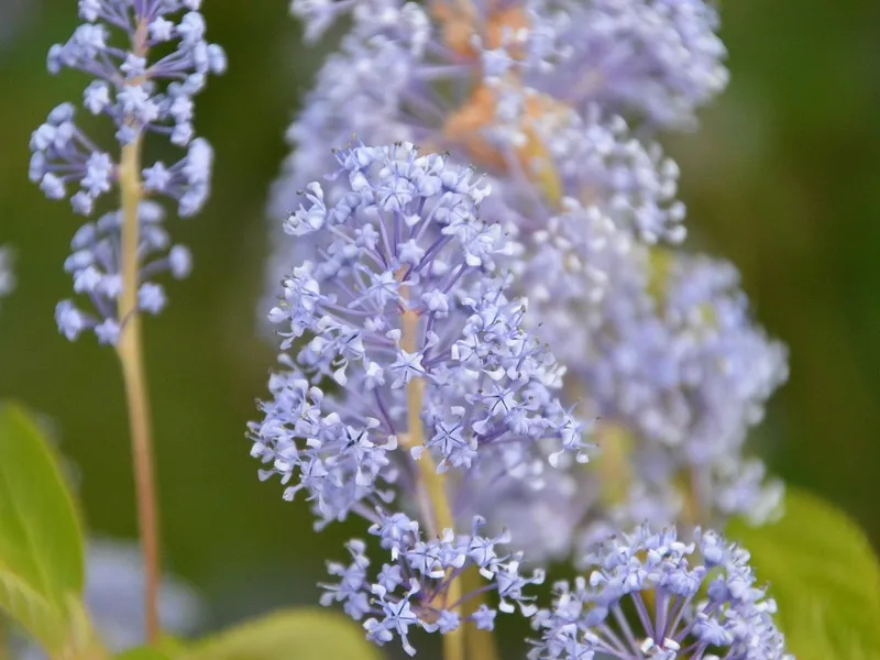 Ce este iarba fiarelor, planta care ar deschide lacăte și încuietori - Foto: Pixabay (cu rol ilustrativ)