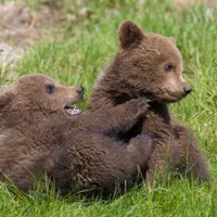 Puii ursoaicei împușcate pe Transfăgărășan, abandonați pe marginea drumului: „Procedura s-a blocat” - Foto: Profimedia images - Caracter ilustrativ