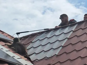 Un raton a pus pe jar jandarmii din Constanța. A fost necesară escaladarea unei clădiri Foto: Facebook/IJJ Constanta
