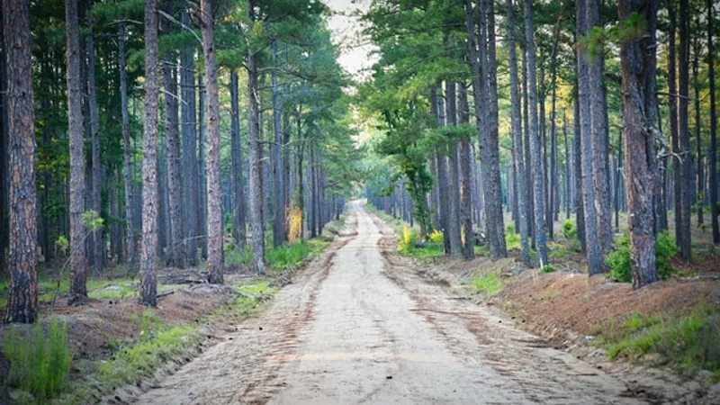 Cîţu În România nu mai trebuie să avem, în secolul 21, drumuri de pământ/FOTO: Unsplash