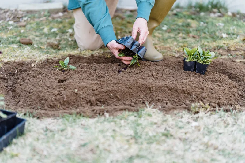 Plantat Foto: Pexels (imagine cu rol ilustrativ)