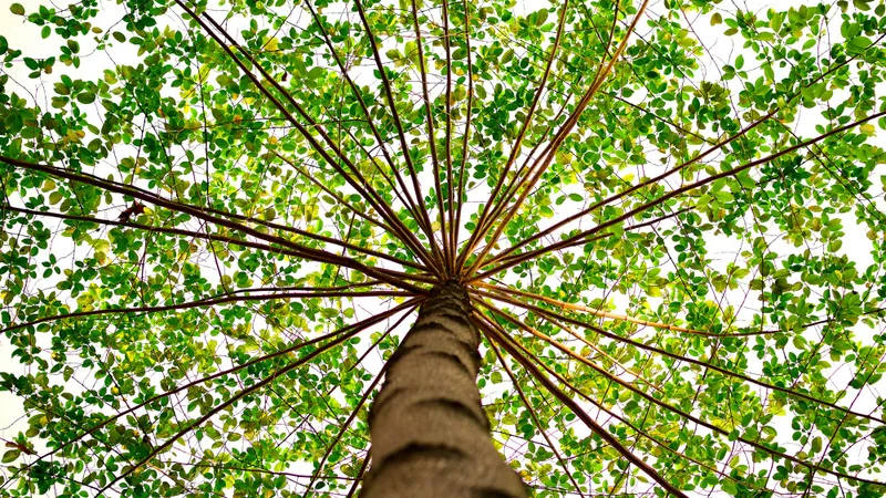 Ce pedeapsă primești dacă plantezi un copac la mai puțin de 2 metri de casa vecinului? E fără recurs Foto: Pexels (fotografie cu caracter ilustrativ)