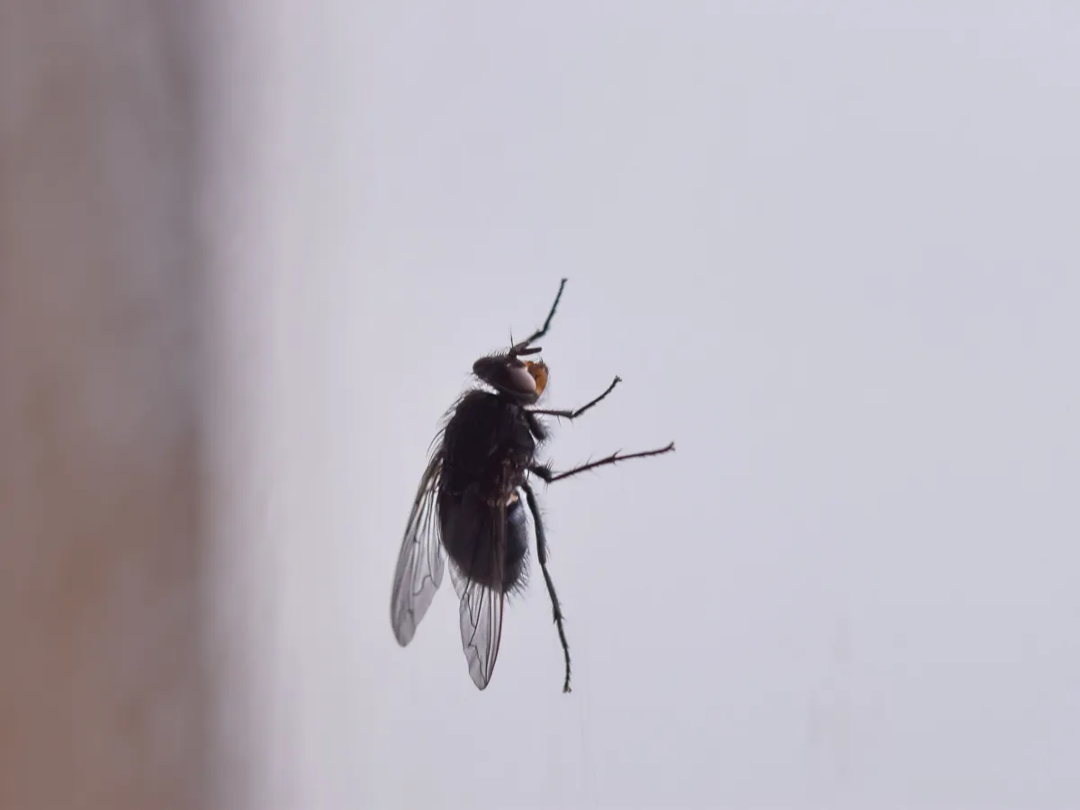 Muște Foto: Pexels (imagine cu rol ilustrativ)