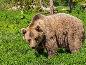 Tanczos Barna Azi dimineață m-am întâlnit cu un urs care nu se speria nici de mașini nici de om/FOTO: