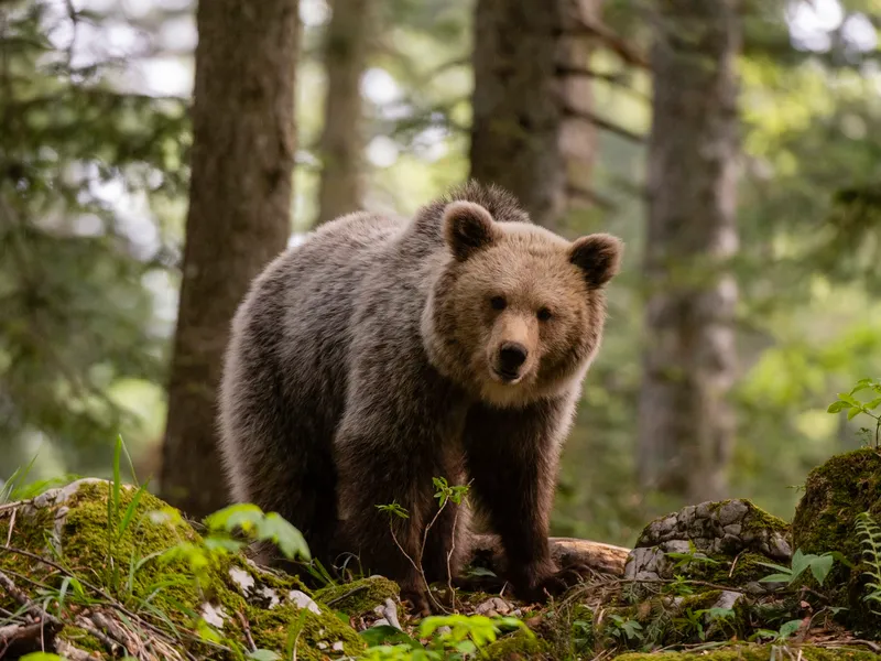 Panică în Prahova. Urși pe străzile din Sinaia și Cornu. Populația, avertizată prin mesaje RO-ALERT - Foto: Profimedia images - caracter ilustrativ