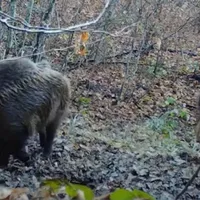 VIDEO Imagini inedite cu mai mulți mistreți care se bălăcesc în noroi, în pădurile din Apuseni - Foto: Captură video