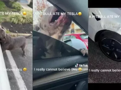 Un pitbull mănâncă o mașină electrică Tesla Model 3. La propriu! / Foto: turbo.fr