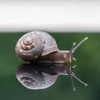 Această specie de melc de mare își regenerează corpul complet/FOTO: unsplash.com