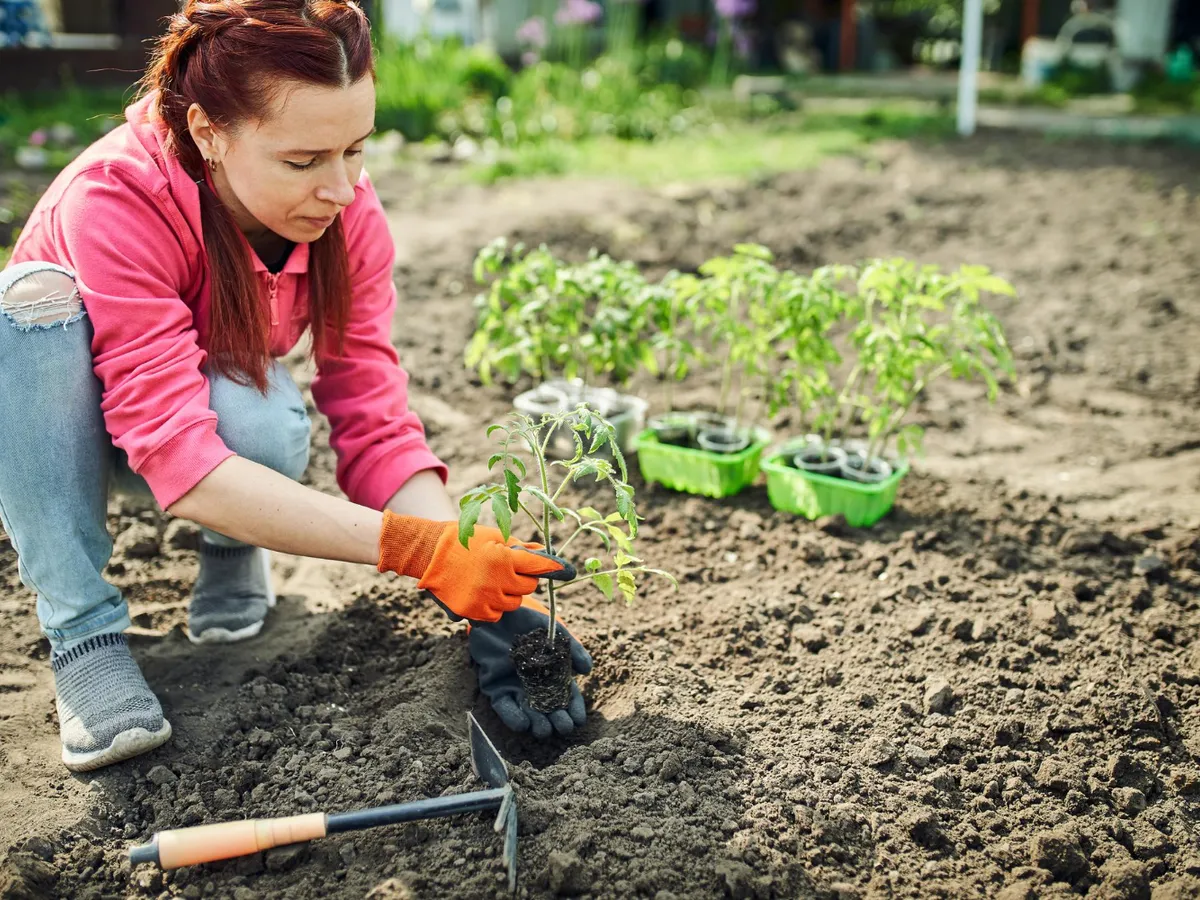 Persoană care plantează flori - Foto: Freepik (Imagine cu rol ilustrativ)