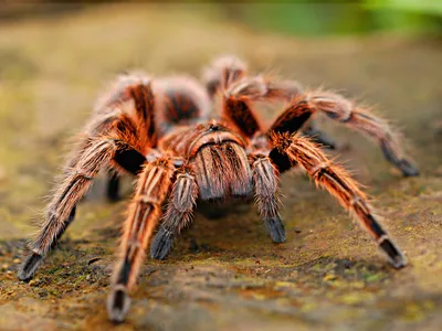 Doi germani au fost prinși în timp ce încercau să iasă din Columbia cu 300 de tarantule și scorpioni/FOTO: Unsplash